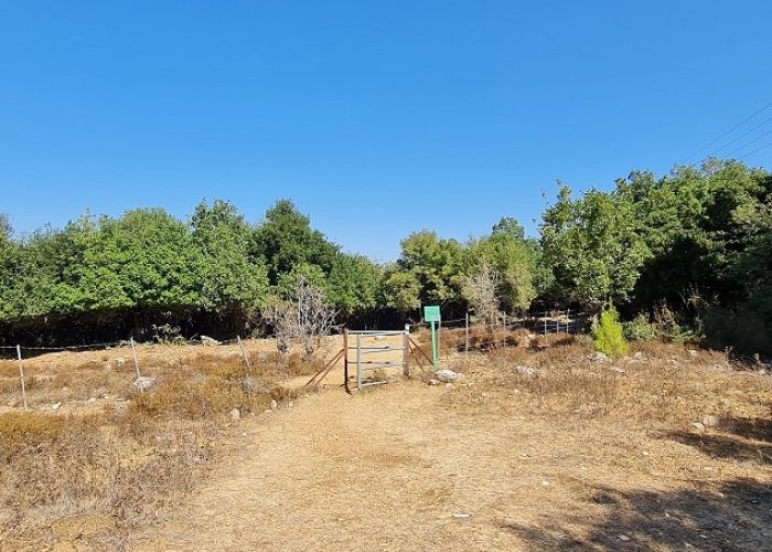 נחל נריה ונחל מורן - טיול בחורש ים תיכוני ופריחה עוניתית