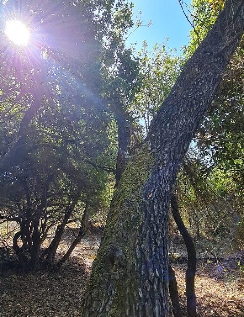 נחל נריה ונחל מורן - טיול בחורש ים תיכוני ופריחה עוניתית