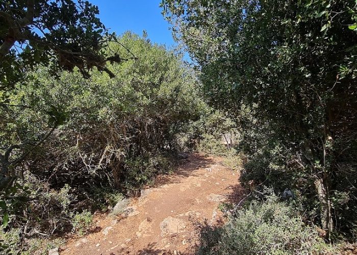 נחל נריה ונחל מורן - טיול בחורש ים תיכוני ופריחה עוניתית