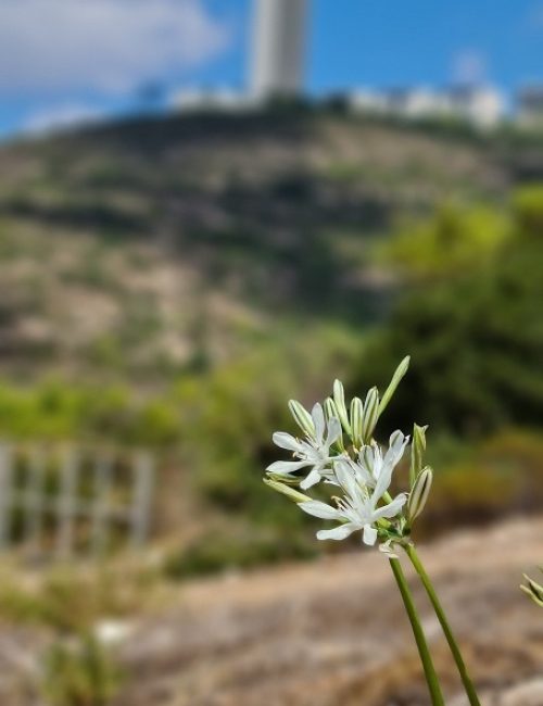 שמורת הטבע חי בר כרמל