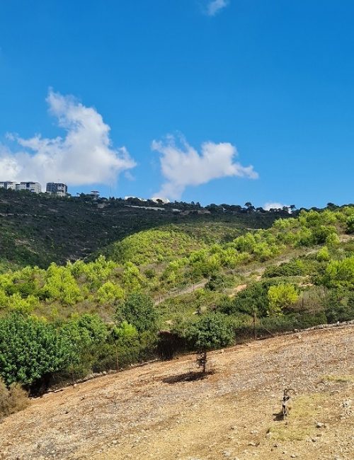 שמורת הטבע חי בר כרמל