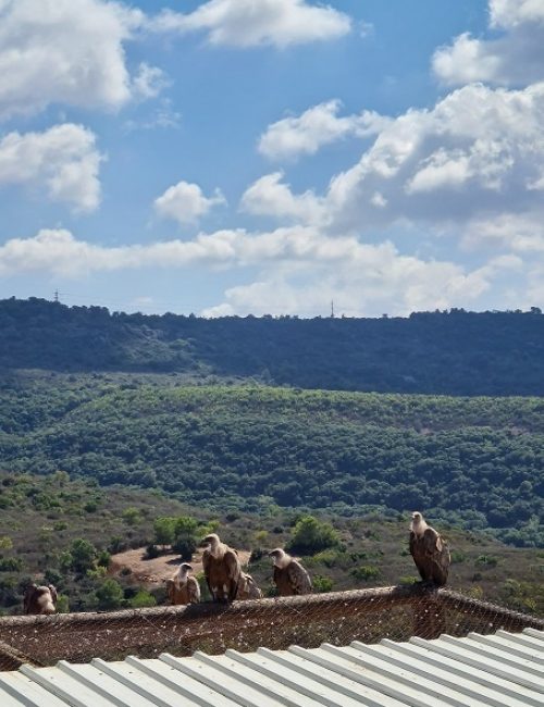 שמורת הטבע חי בר כרמל