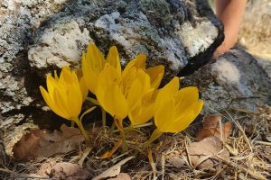 הר חוזק בשמורת רכס בשנית – טיול פריחה של סתיו ברמת הגולן