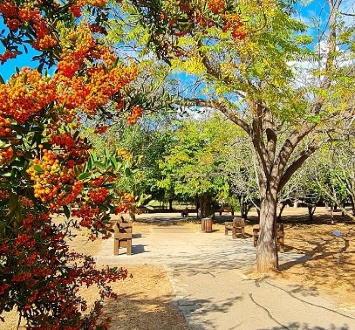 יער האילנות – גן בוטני יערני (ארבורטום) ומרכז מבקרים