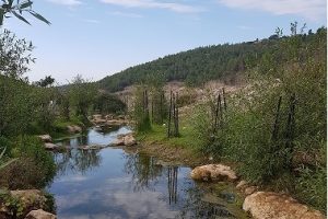 עין יבקע נחל ציפורי