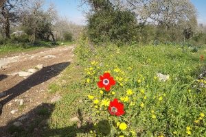 שביל נחל ציפורי שביל שמשית – מסלול נגיש לעגלות