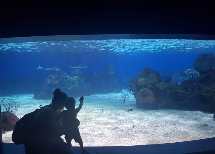 אקווריום ישראל