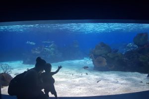 אקווריום ישראל