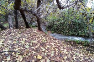 שלכת בנחל שניר חצבני