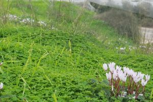 שמורת הטבע ביתן אהרון טיול קליל בשרון