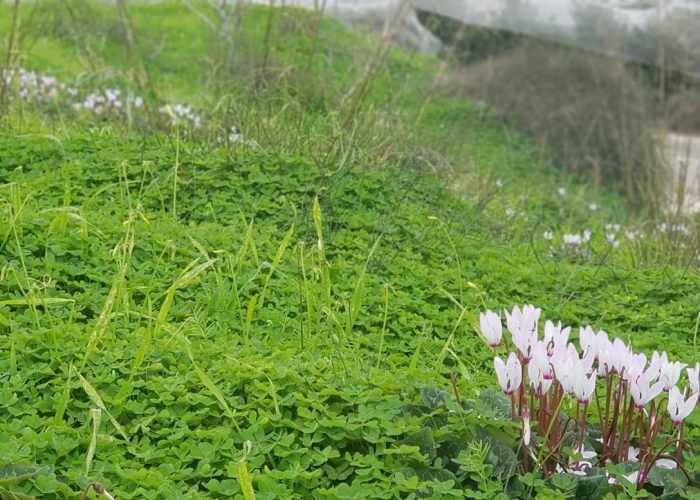 שמורת הטבע ביתן אהרון טיול קליל בשרון