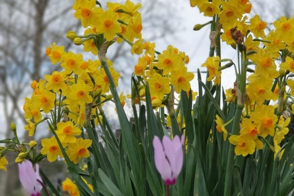 טיילת עמי - טיילת הירדן