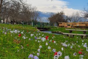 חורשת טל – פארק טבע עם פלגי מים וחניון לילה מסודר