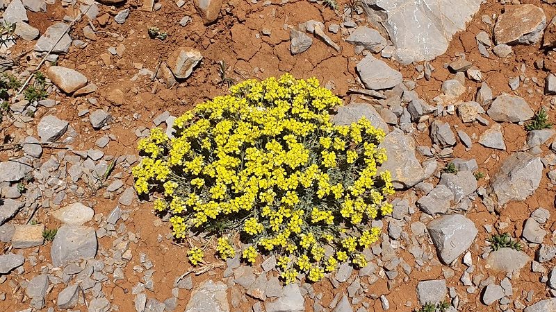 סיורי קיץ בהר חרמון עם החברה להגנת הטבע
