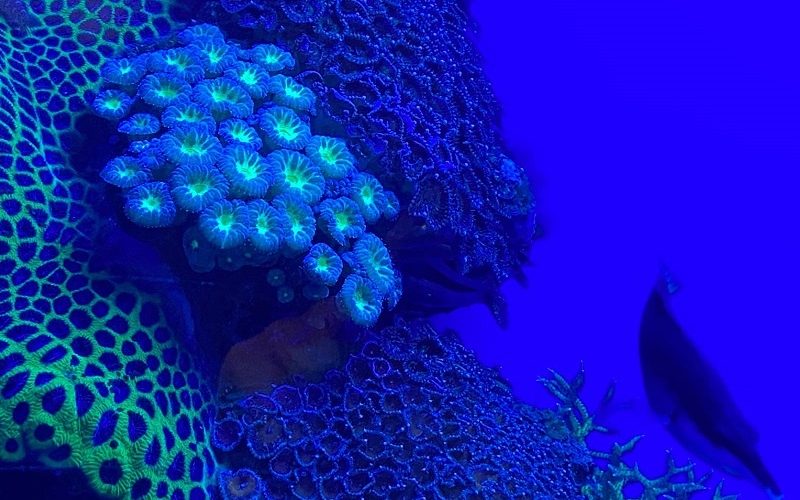 המצפה התת ימי באילת – טיול אל החיים מתחת לפני הים