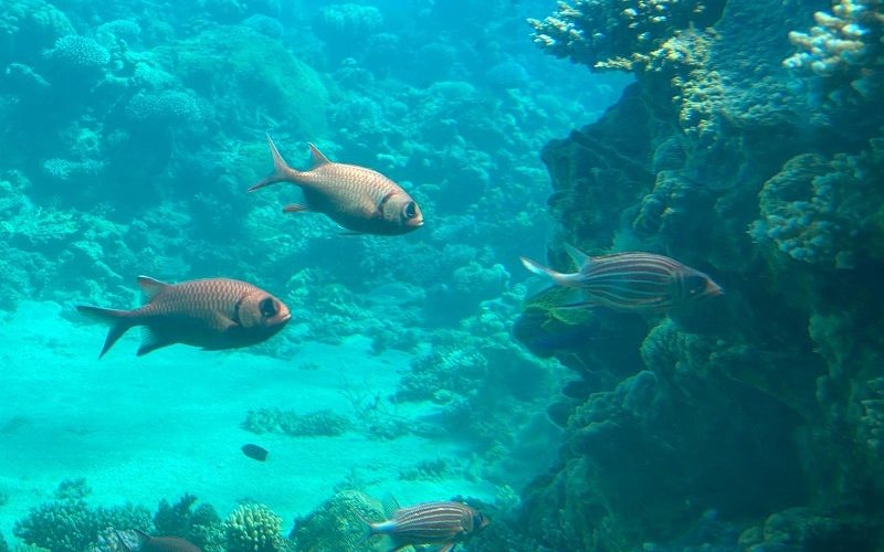 המצפה התת ימי באילת – טיול אל החיים מתחת לפני הים