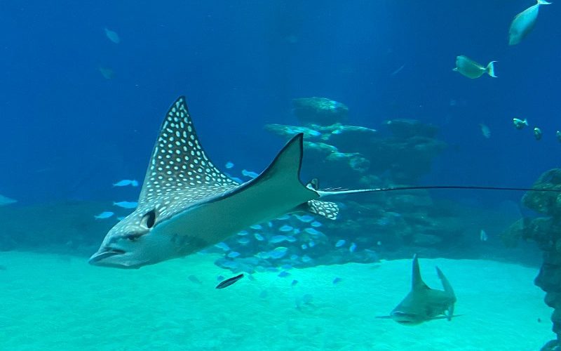 המצפה התת ימי באילת – טיול אל החיים מתחת לפני הים