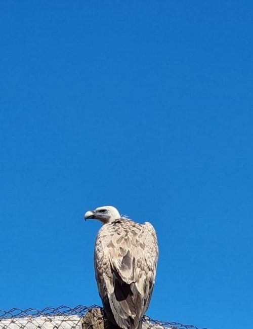 שמורת השמורת הטבע חי בר כרמלטבע חי בר כרמל