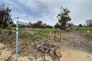 הר חוזק בשמורת רכס בשנית – טיול פריחה של סתיו ברמת הגולן