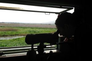 אגמון החולה