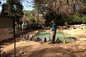 ספארי רמת גן גן חיות