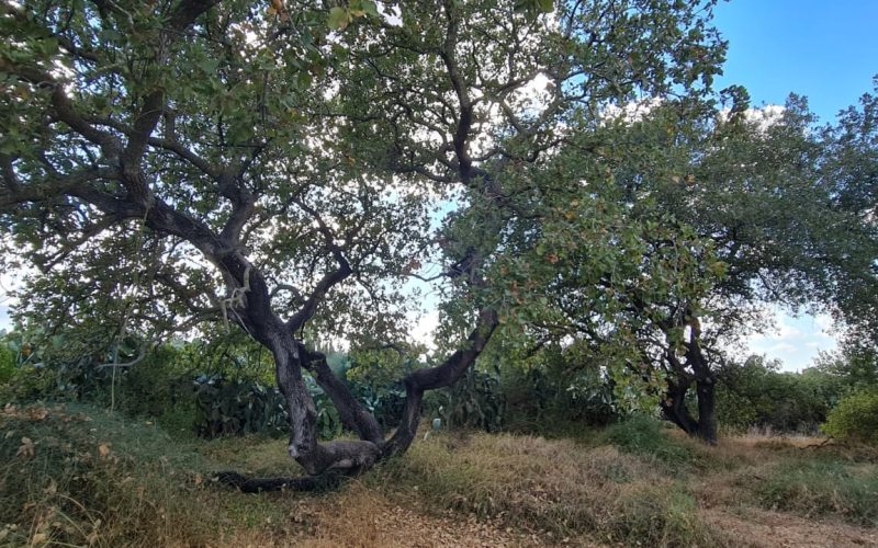 שמורת הטבע קדימה