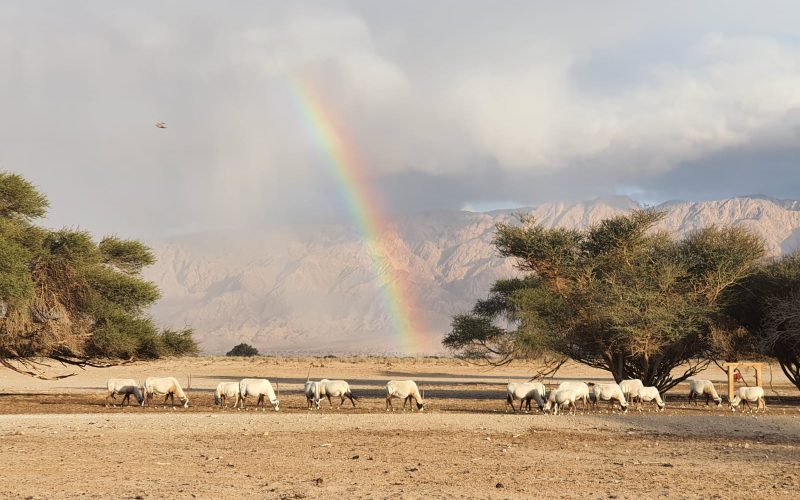 קמפינג דרומי בחורף – תכירו את חניוני הלילה של רשות הטבע והגנים