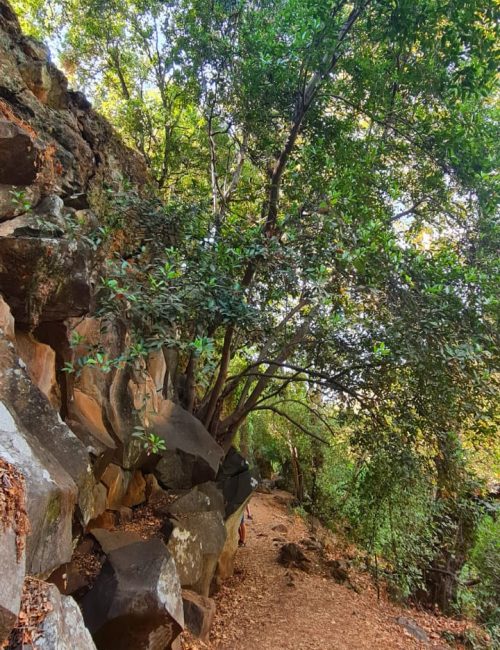 נחל חרמון הבניאס עליון ממתחם המעיינות ועד למפל הבניאס