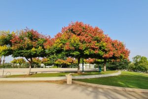 פארק עירוני כפר סבא